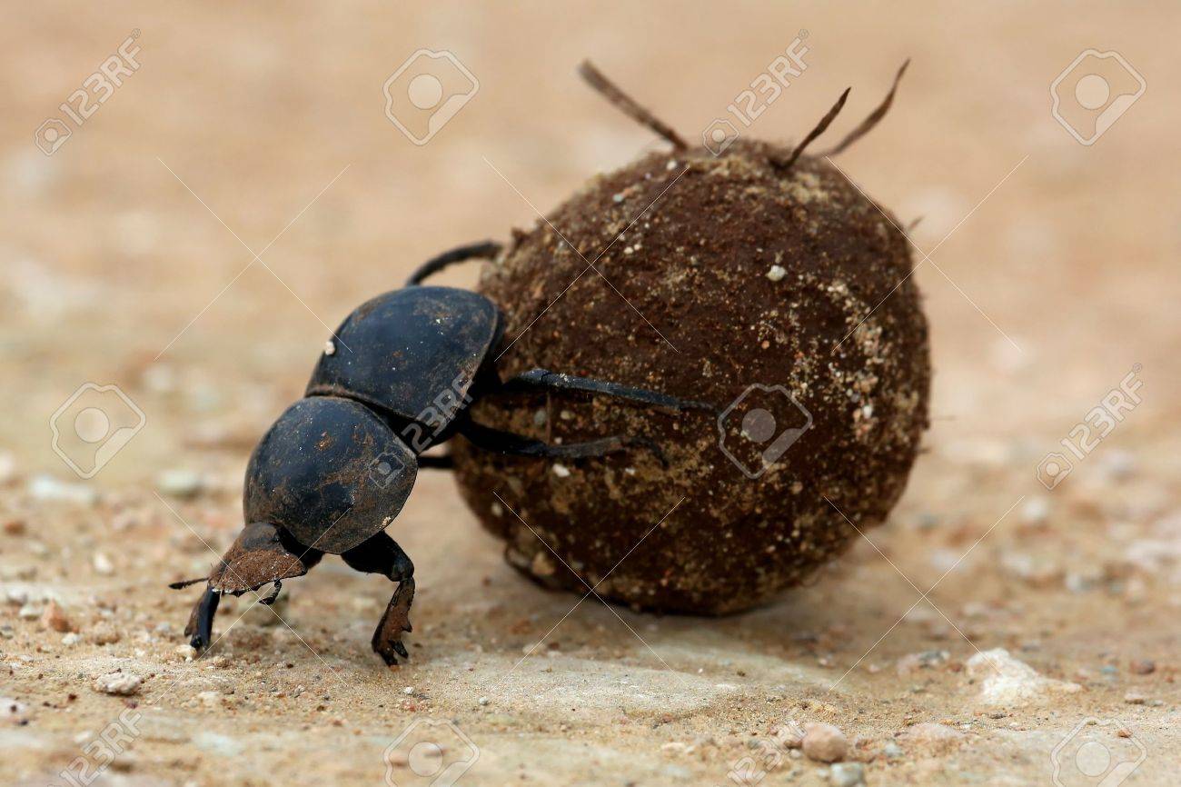 Rare Flighless Dung Beetle Rolling Ball of Dung for Breeding - 23418632 Rare Flighless Dung Beetle Rolling Ball of Dung for Breeding - 23418632