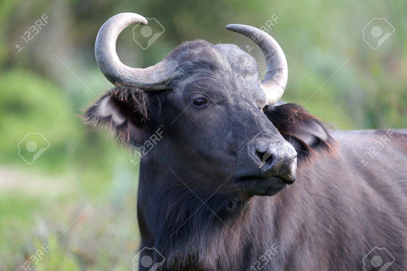 buffalo ears