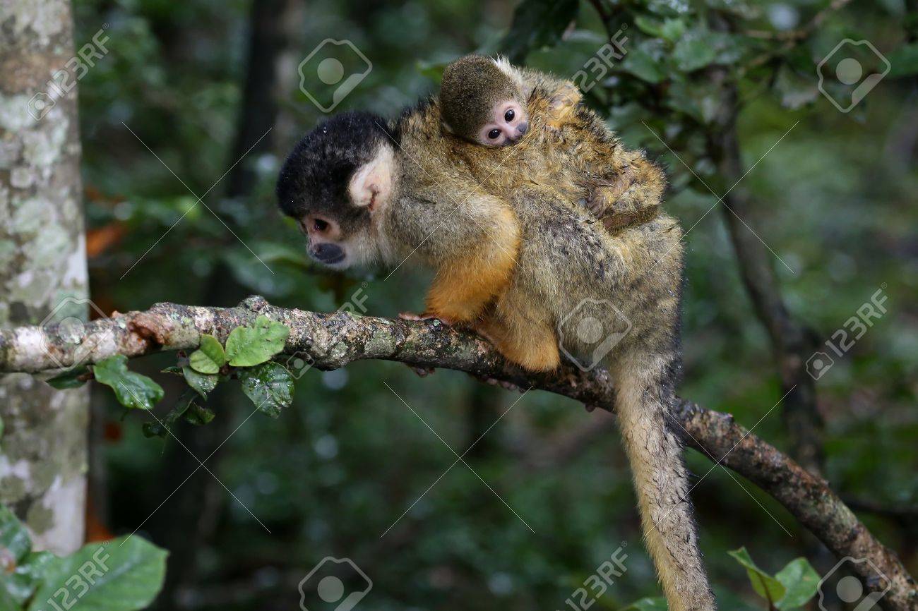 Mono Del Marmoset Del Bebé Que Se Aferra En Una Ramificación