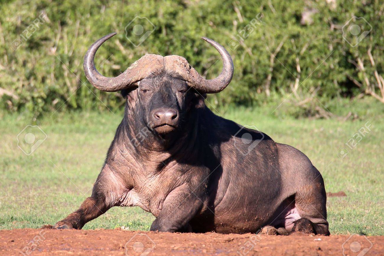 直接引き取り希望 付ける アフリカ水牛（バッファロー）の剥製 