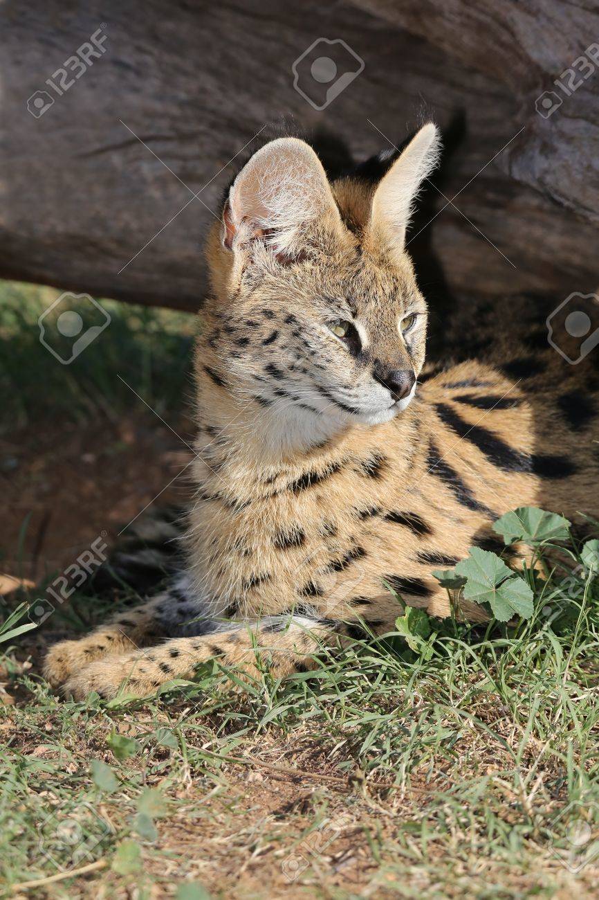 Belle Serval Chat Sauvage Avec De Grandes Oreilles Alerte Et Raye Fourrure Banque D Images Et Photos Libres De Droits Image