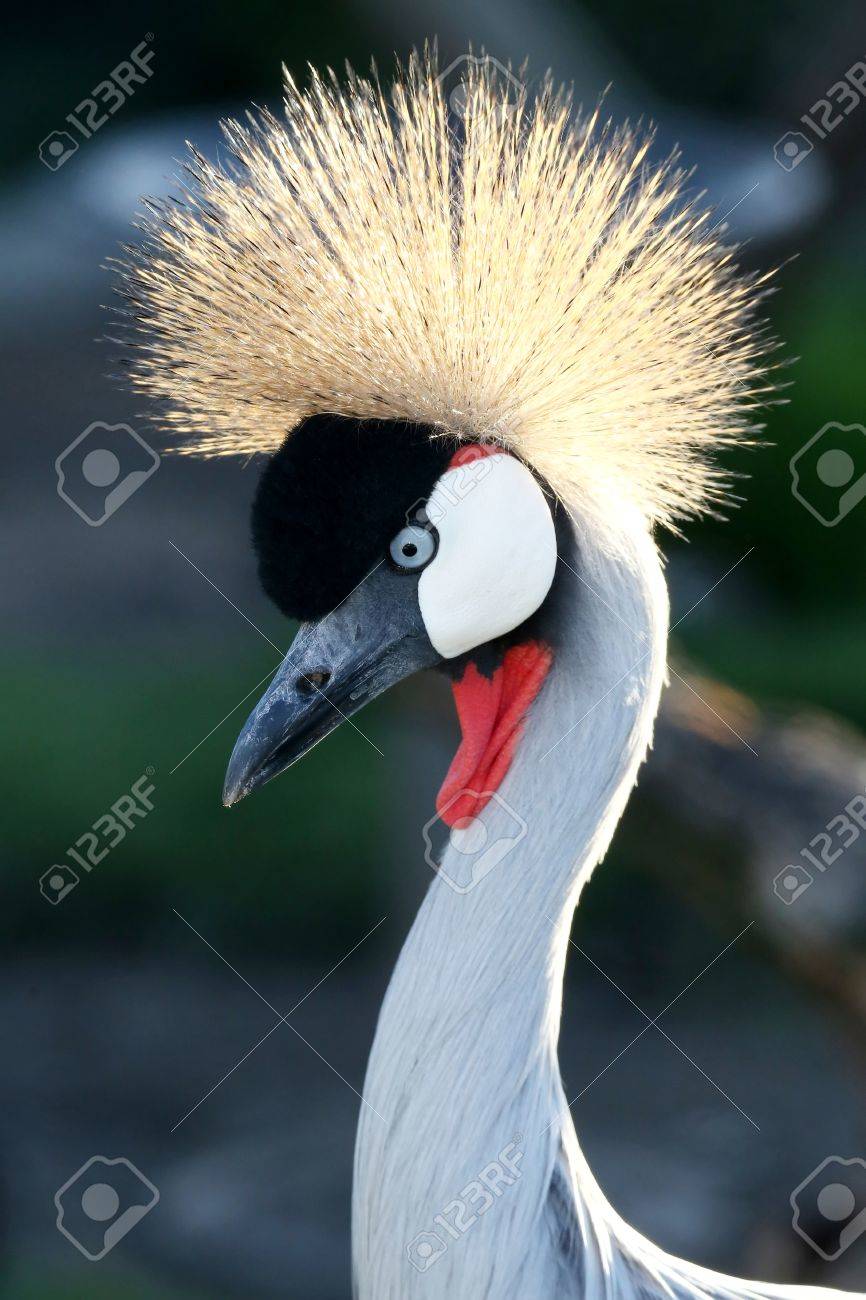 バックライト付きゴールデン クレーンで美しい鶴鳥 の写真素材 画像素材 Image