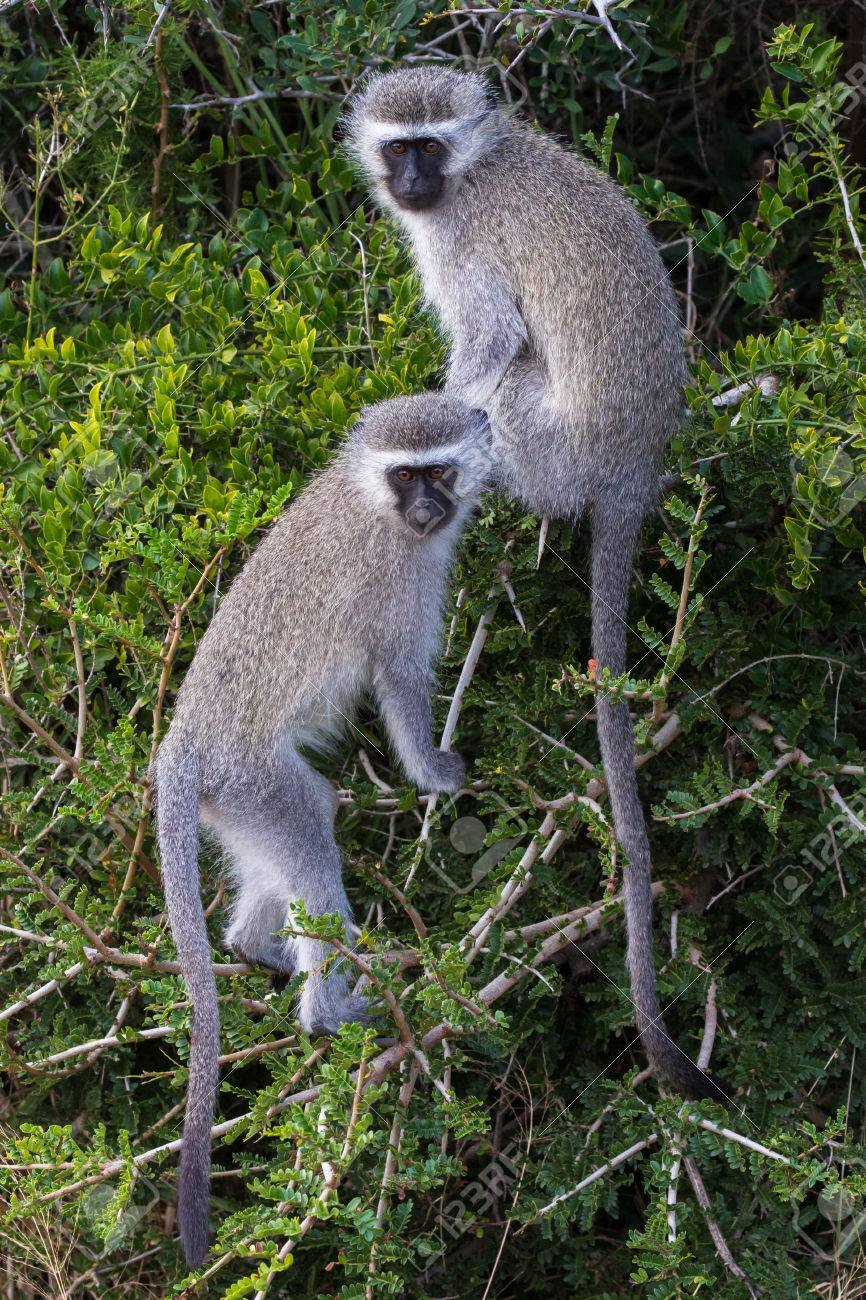 two cute vervet monkeys