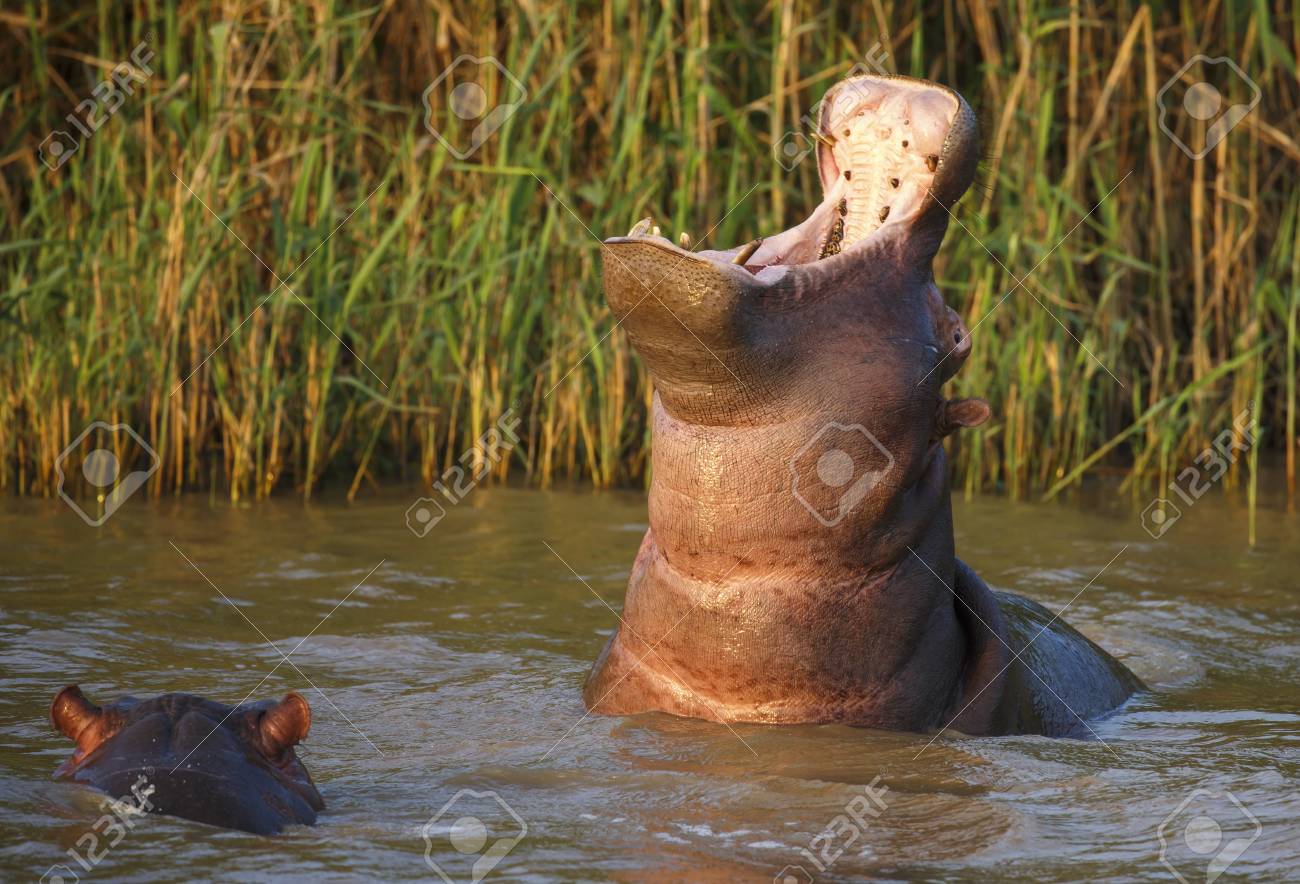 Huge Hippo With Mouth Wide Open Showing Massive Gape And Incisor Teeth  Stock Photo, Picture and Royalty Free Image. Image 88290573.
