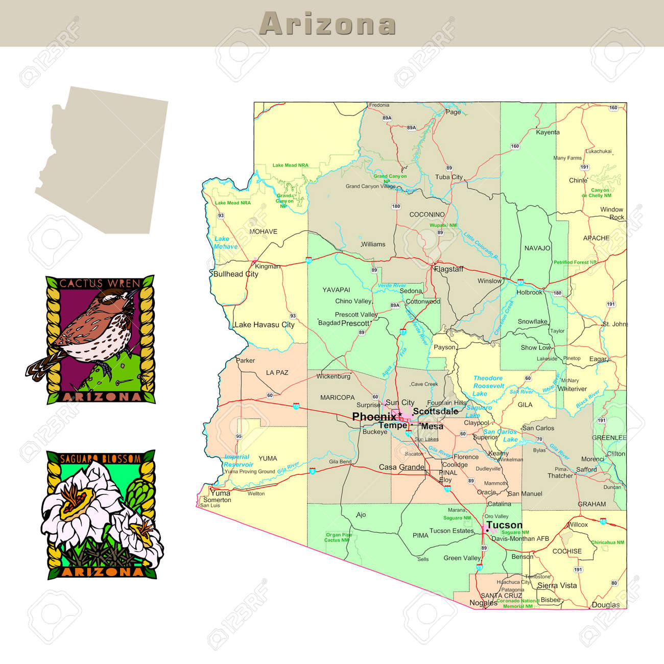 アメリカ合衆国シリーズ: アリゾナ州。政治地図の郡、州の輪郭、鳥や道路の花を持つの写真素材・画像素材 Image 1565634