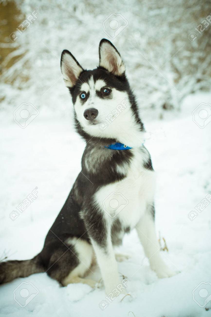 冬の雪山でのハスキーの子犬犬 の写真素材 画像素材 Image 冬の雪山でのハスキーの子犬犬 の写真素材 画像素材 Image