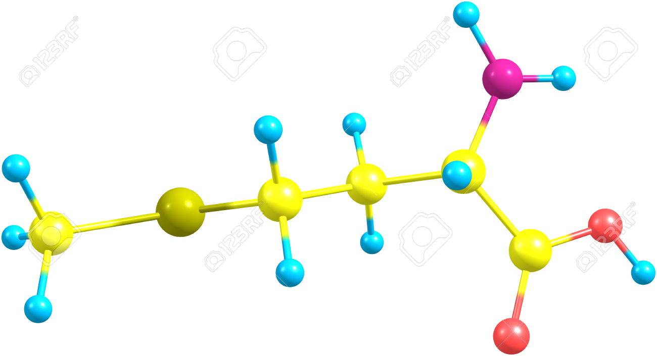 a model of a molecule of methionine an essential amino acid the building blocks of proteins are