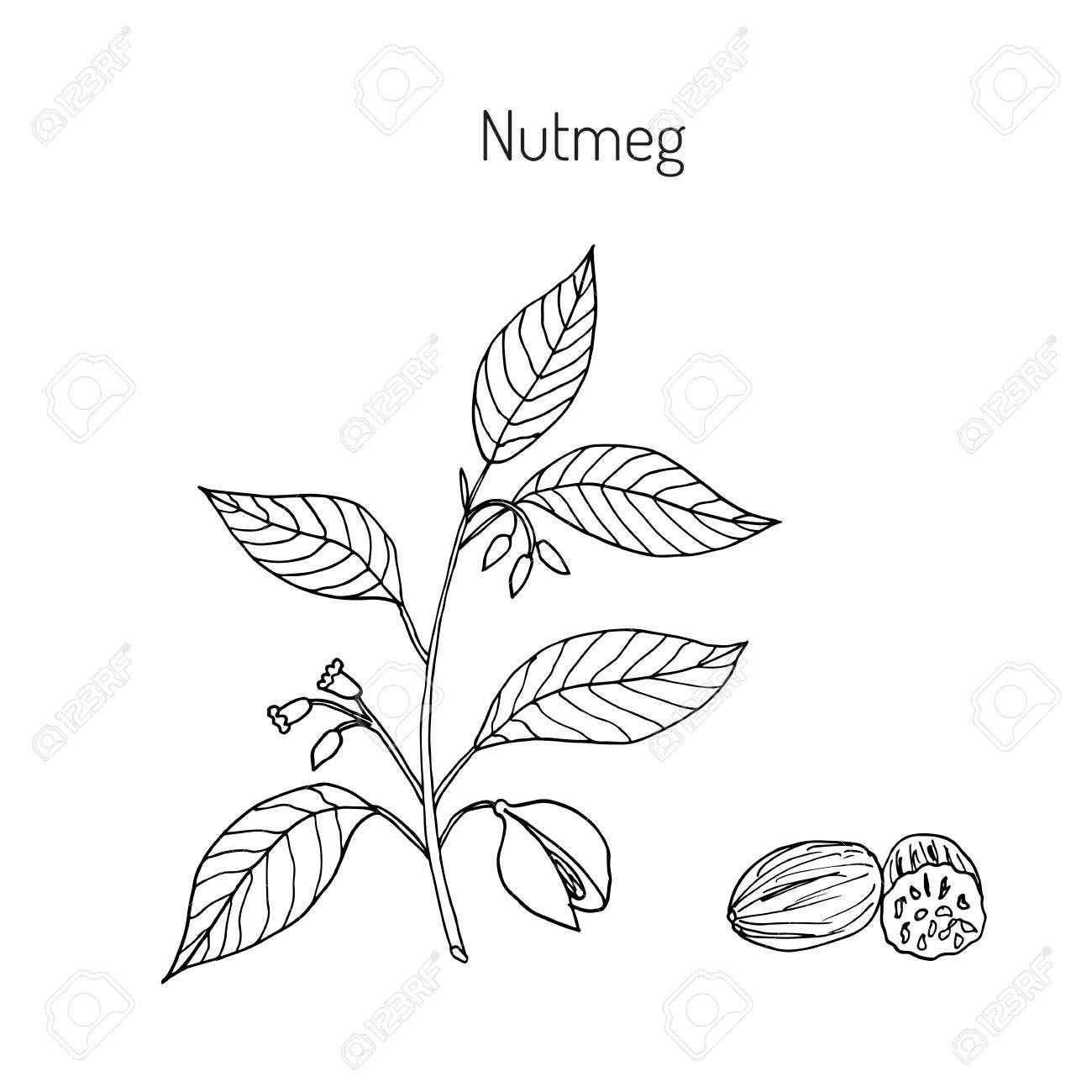 Kitchen Spices. Nutmeg. Hand Drawn Vector Illustration. Royalty Free SVG,  Cliparts, Vectors, And Stock Illustration. Image 69555042.