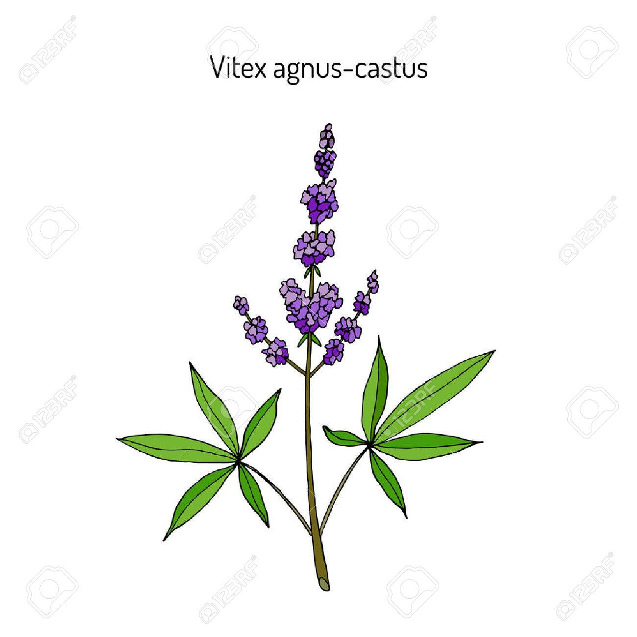 Vitex Agnus-castus, O Vitex, árbol Casto, Chasteberry, Planta ...