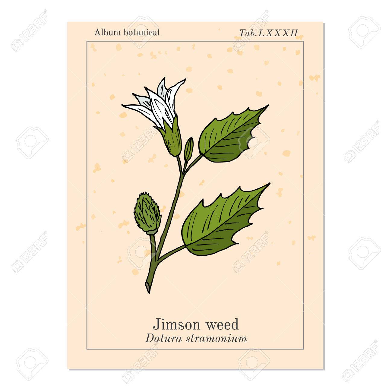 チョウセンアサガオ 朝顔やとげのリンゴ 悪魔のトランペット Moonflowers Jimsonweed 悪魔の雑草 地獄の鐘 毒 薬用植物 手描き植物のベクトル図 のイラスト素材 ベクタ Image