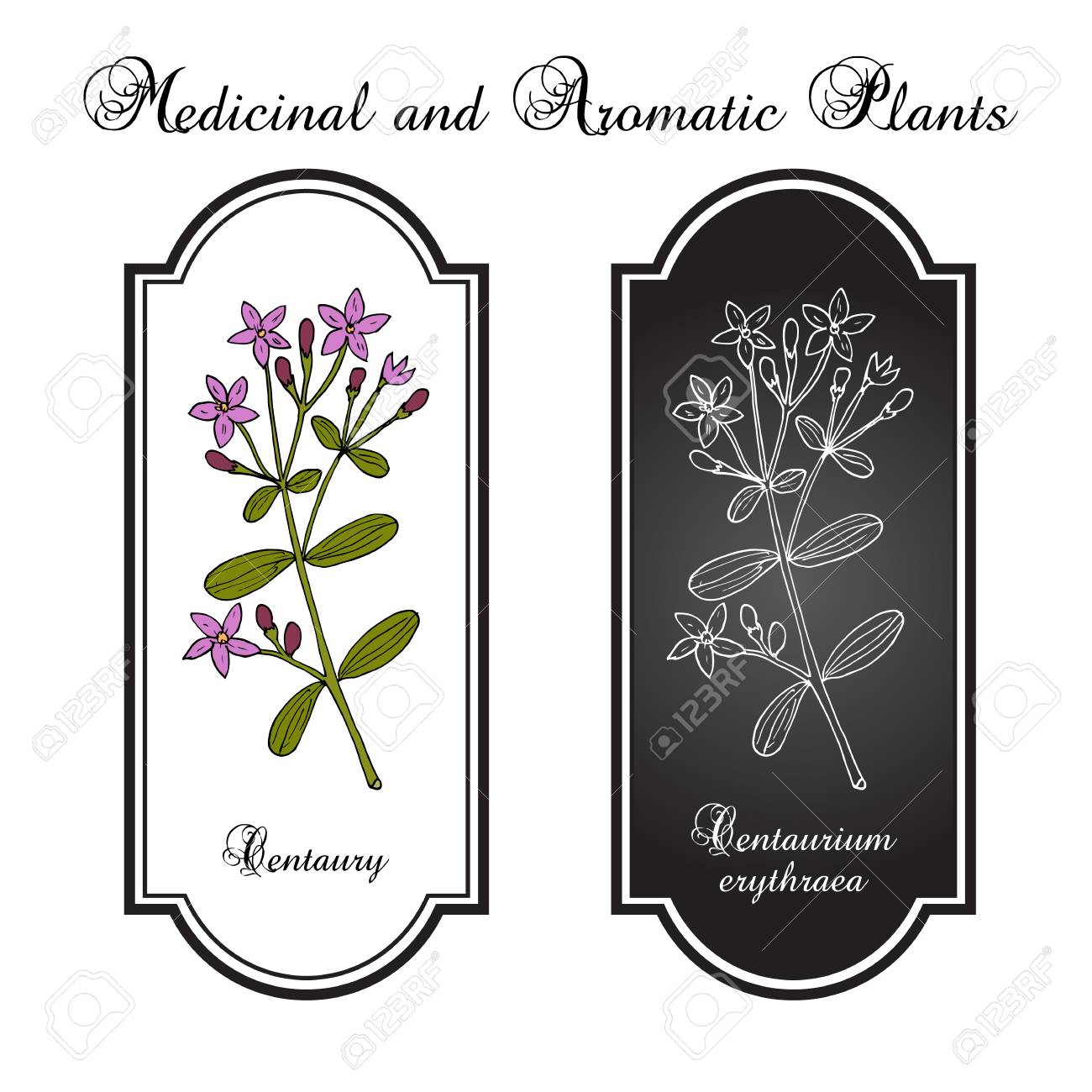 リンドウ Erythraea 一般的なリンドウまたは欧州ヤグルマギク 薬草 手描き植物イラストのイラスト素材 ベクタ Image