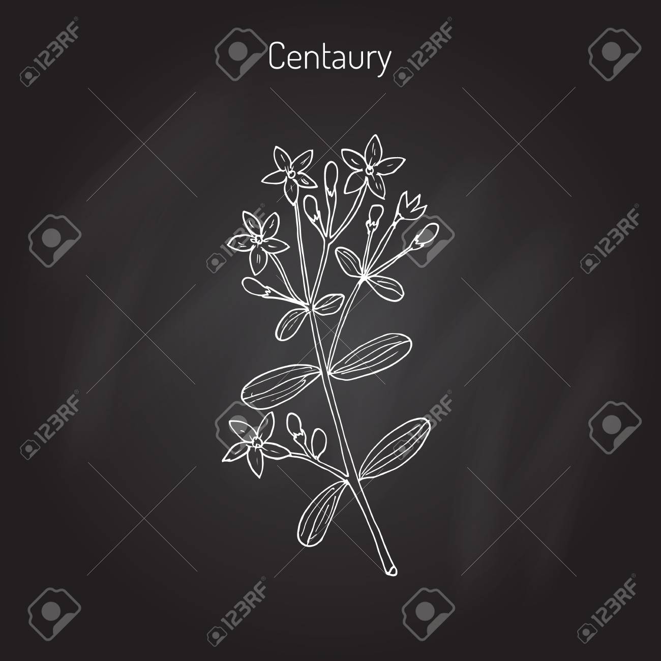 リンドウ Erythraea 一般的なリンドウまたは欧州ヤグルマギク 薬草 手描き植物イラストのイラスト素材 ベクタ Image リンドウ Erythraea 一般的なリンドウまたは欧州ヤグルマギク 薬草 手描き植物イラストのイラスト素材 ベクタ Image