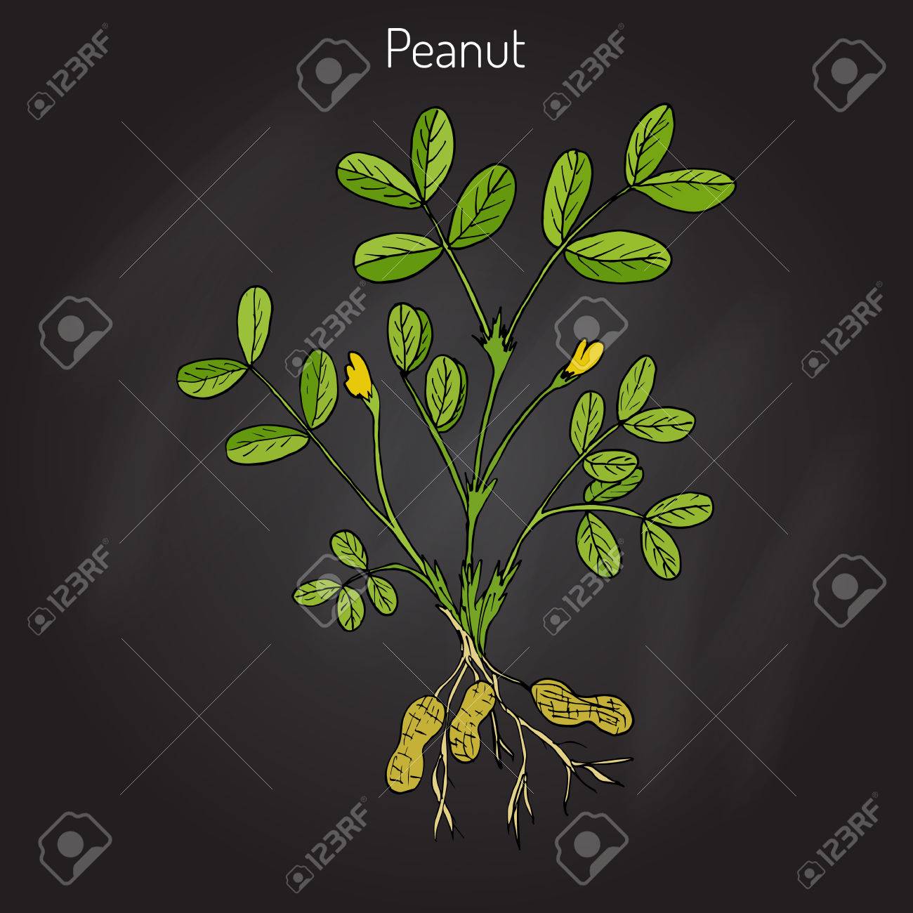 ピーナッツや落花生 ラッカセイ 手描き植物のベクトル図 のイラスト素材 ベクタ Image ピーナッツや落花生 ラッカセイ 手描き植物のベクトル図 のイラスト素材 ベクタ Image