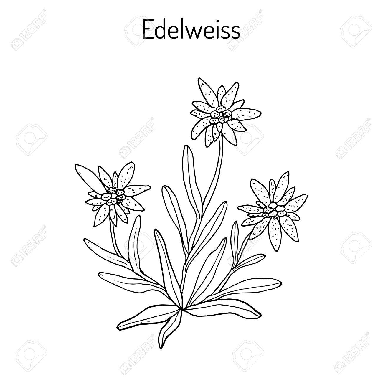 すべての花の画像 ぜいたくエーデルワイス 花 イラスト