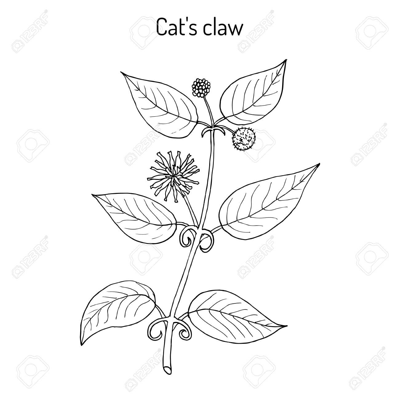 La Griffe Du Chat Uncaria Tomentosa Ou Vilcacora Plante Medicinale Clip Art Libres De Droits Vecteurs Et Illustration Image