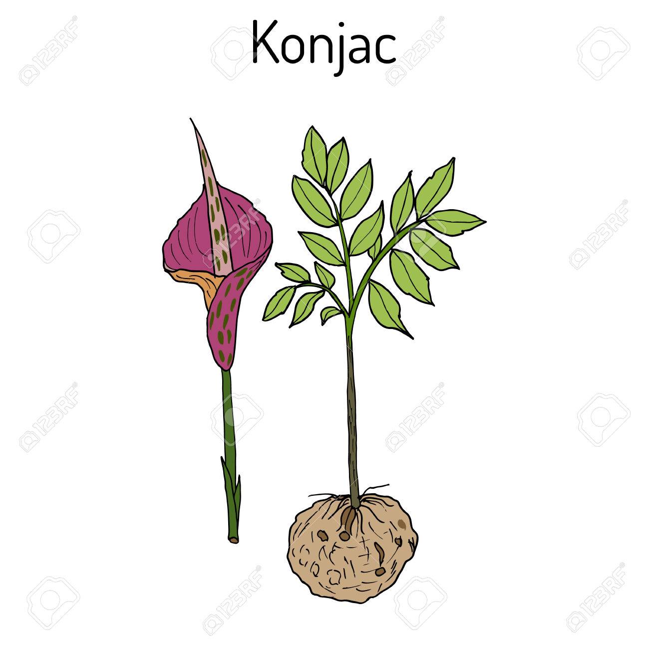 象芋やこんにゃく工場 こんにゃく芋 悪魔の舌 ブードゥー教のユリ 蛇パーム 薬用植物 のイラスト素材 ベクタ Image