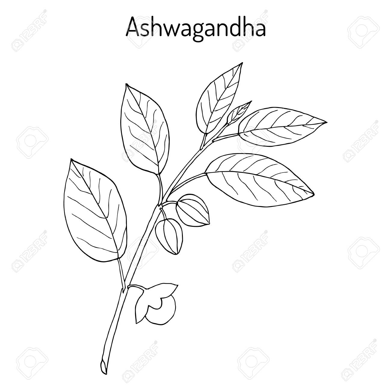 Ayurvedic Herb Withania Somnifera Known As Ashwagandha Indian Royalty Free Cliparts Vectors And Stock Illustration Image