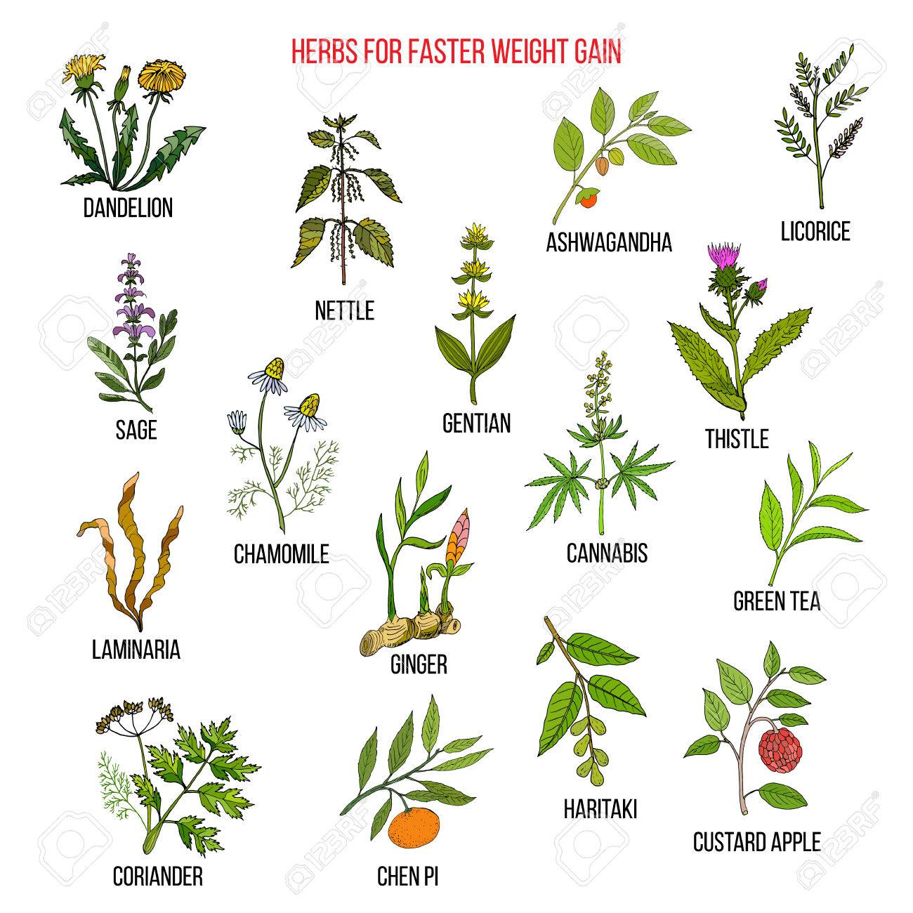 SCARICA CATALOGO ERBA MEDICINALE