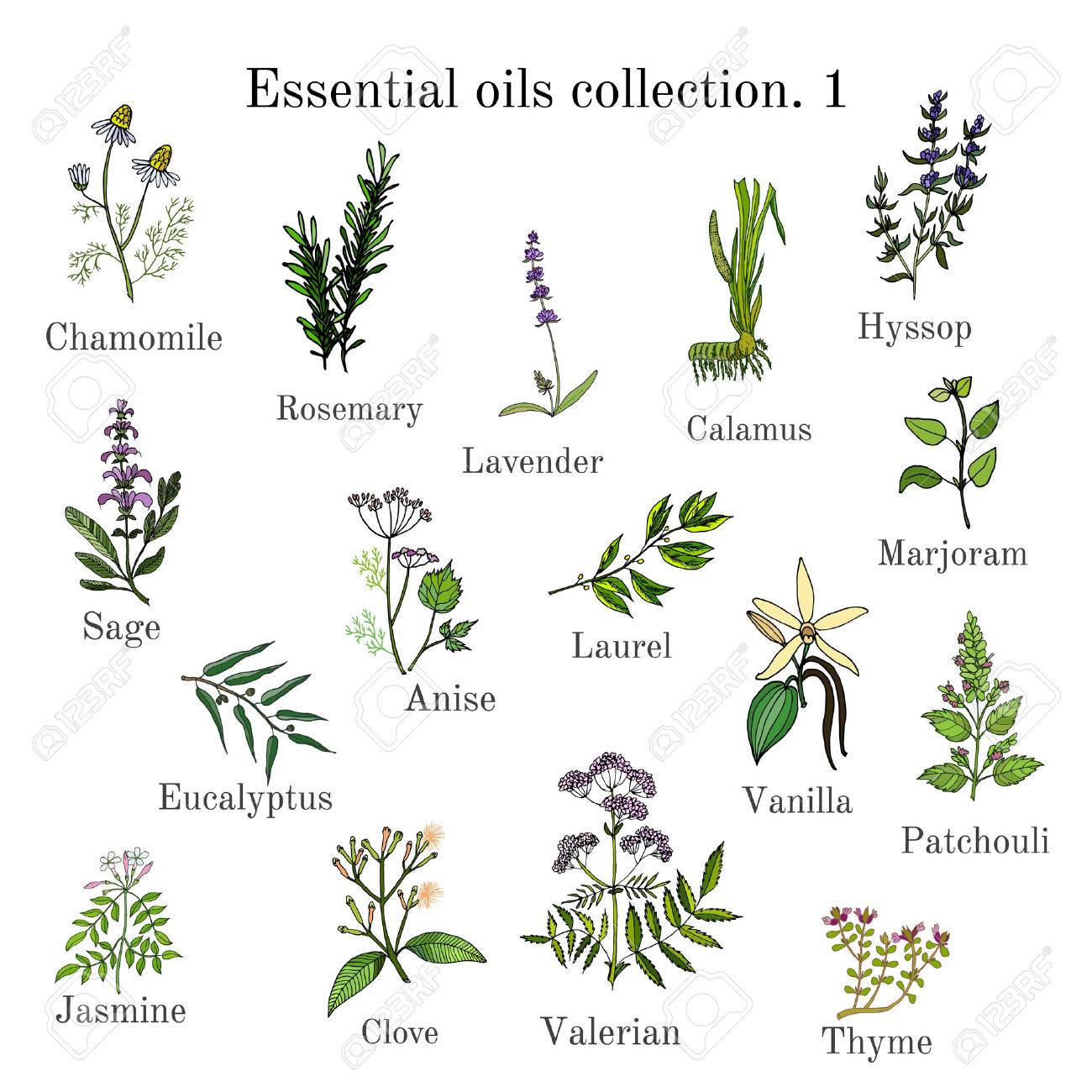 Set of essential oil plants chamomile, rosemary, lavender, calamus, hyssop, sage, anise, laurel, marjoram, eucalyptus, vanilla patchouli jasmine clove valerian thyme Hand drawn ector illustration - 74327142 Set of essential oil plants chamomile, rosemary, lavender, calamus, hyssop, sage, anise, laurel, marjoram, eucalyptus, vanilla patchouli jasmine clove valerian thyme Hand drawn ector illustration - 74327142