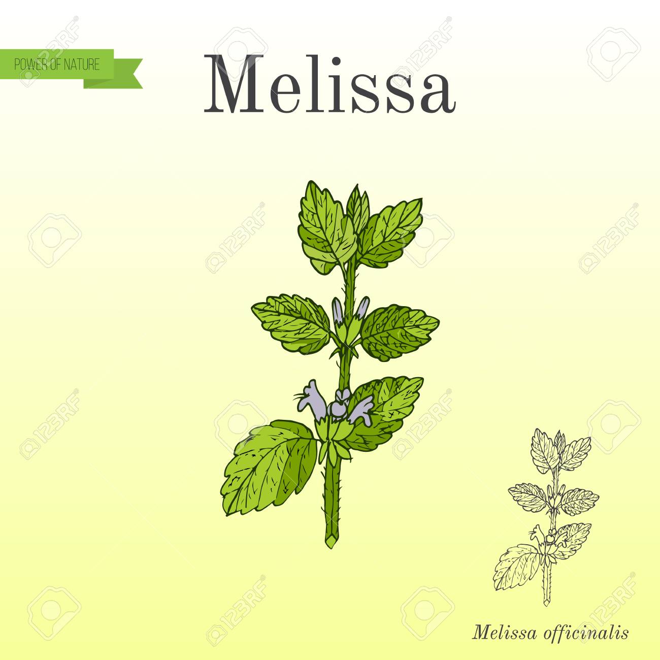 メリッサ レモンバーム 芳香族キッチン 薬草として知られています 手描き植物ベクターイラストのイラスト素材 ベクタ Image 7647