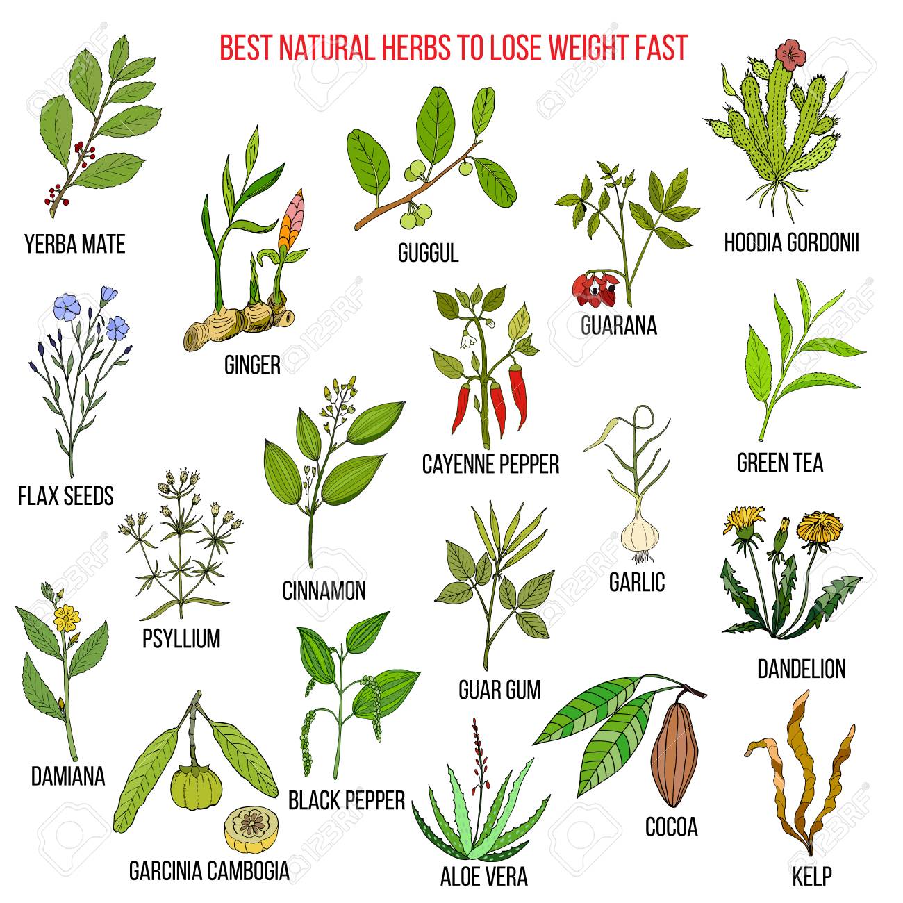 Planta natural para bajar de peso Planta natural para bajar de peso