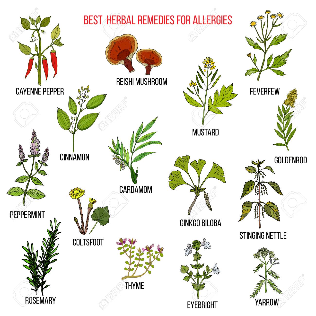 Best Herbal Remedies For Allergies - 