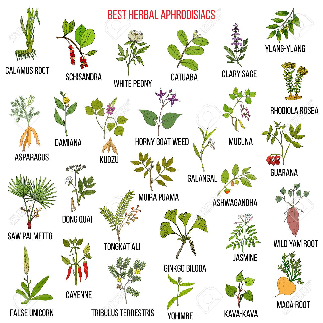 Best Natural Herbal Aphrodisiacs Royalty Free Cliparts Vectors And Stock Illustration Image 89866079