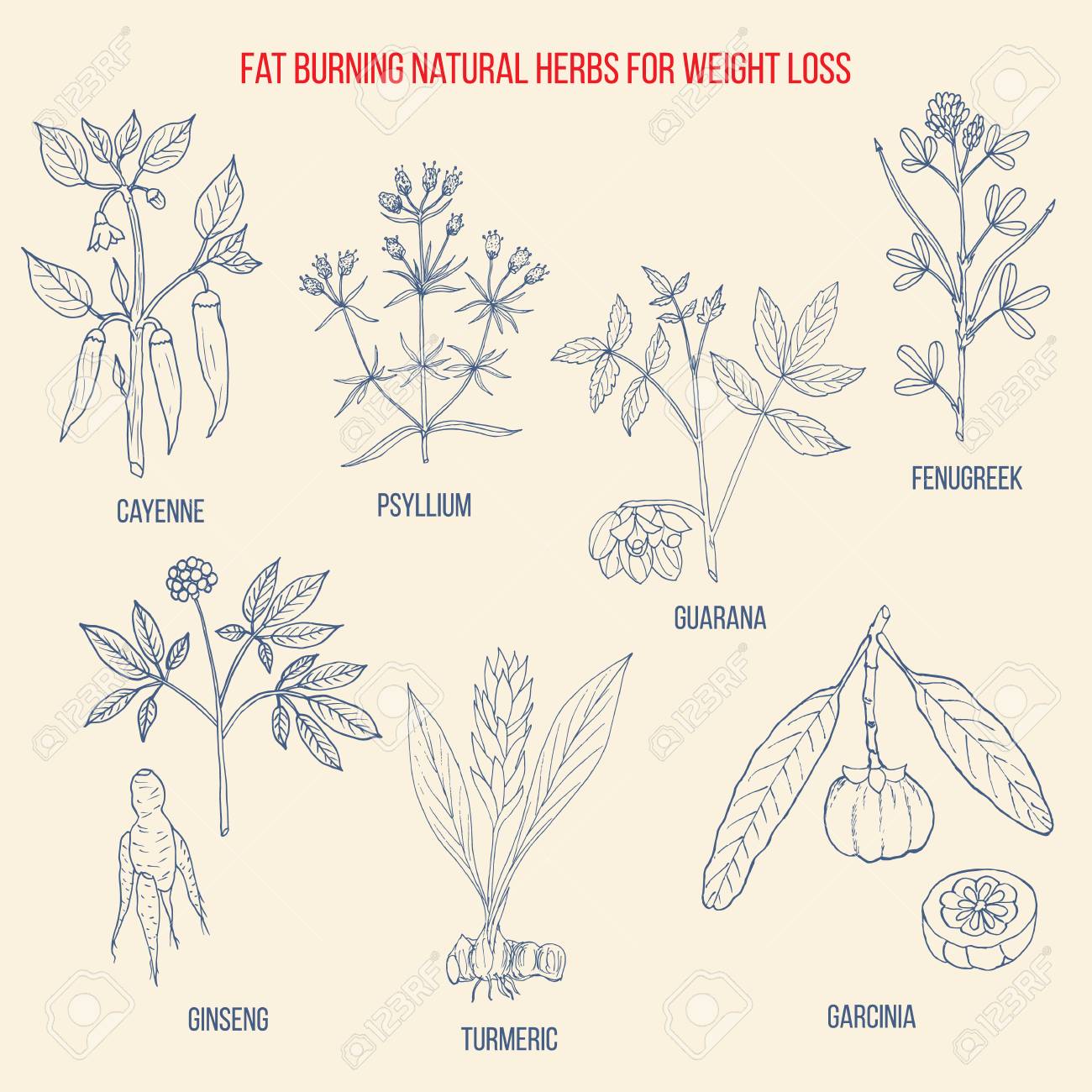 herbs for weight loss