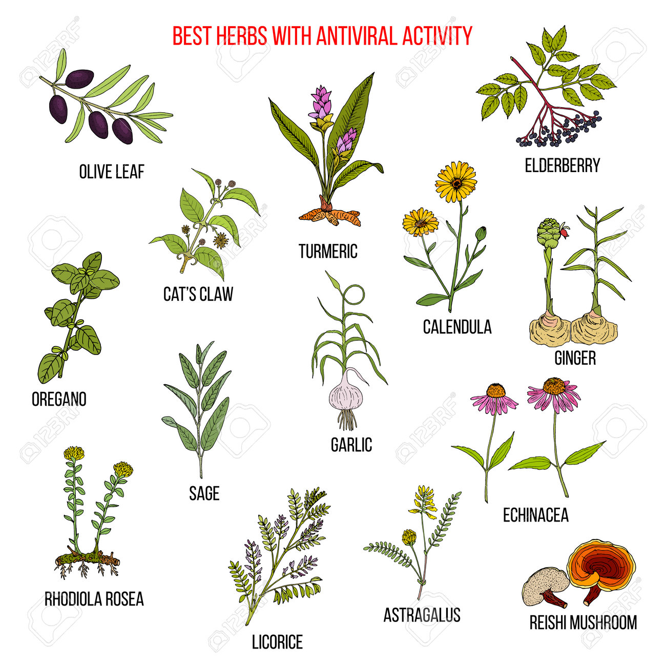 Best Herbs With Antiviral Activity Royalty Free Cliparts Vectors And Stock Illustration Image 161508454