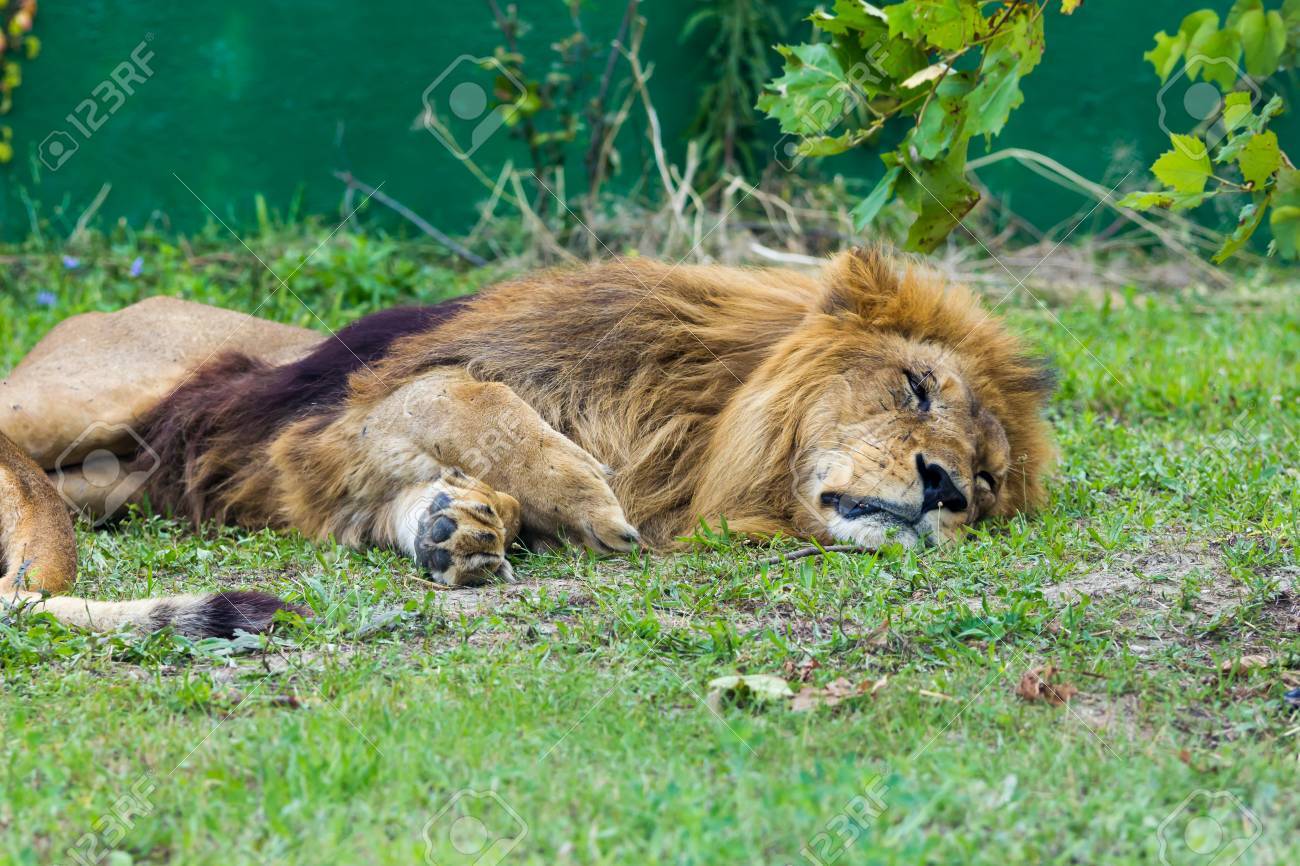 眠れる獅子の写真素材・画像素材 Image 66835477