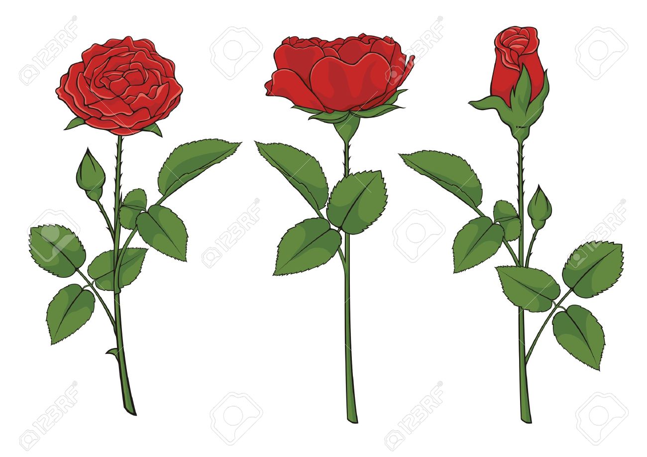Illustration Of Three Red Roses Isolated On White Background Royalty Free Cliparts Vectors And Stock Illustration Image