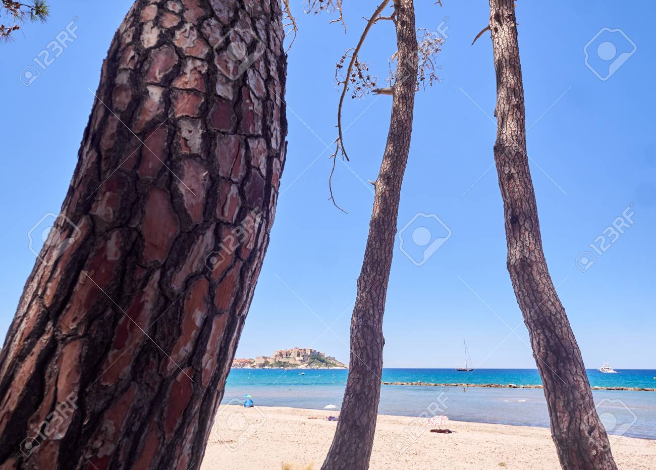 Pins Sur Une Plage Près De Calvi En Corse