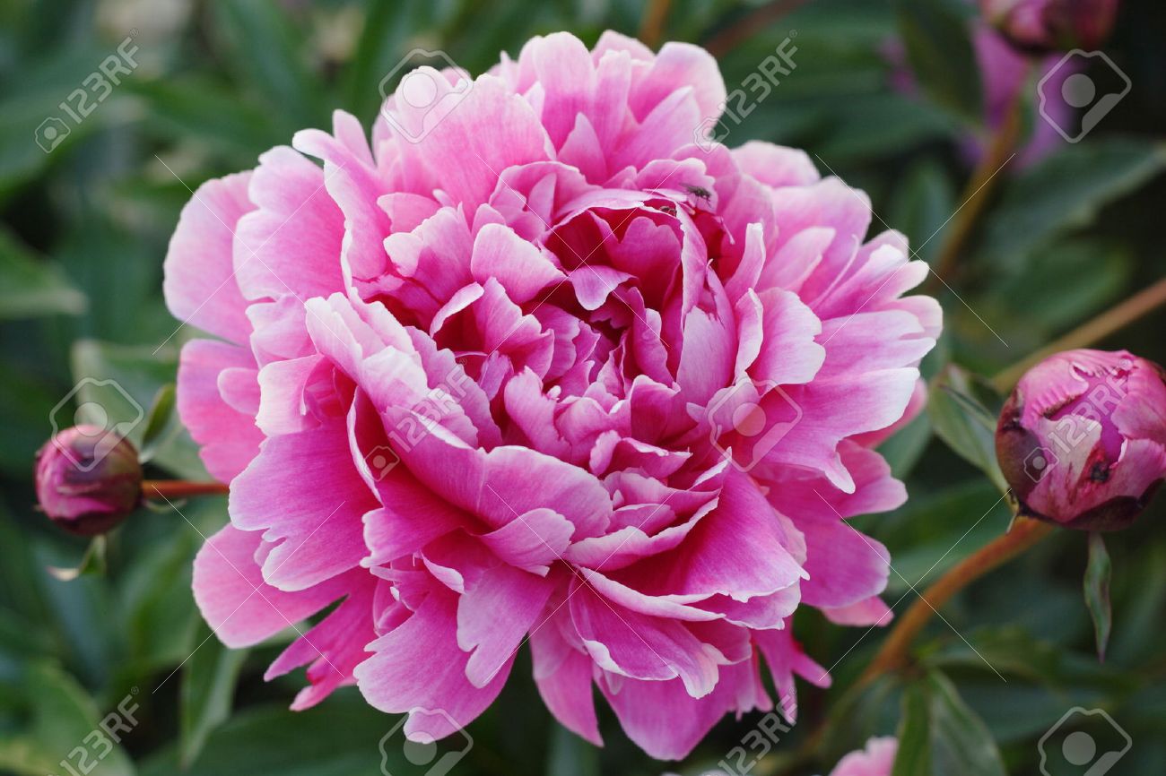 26313534-Georgeous-peony-in-a-full-bloom-Stock-Photo-peony-flower.jpg