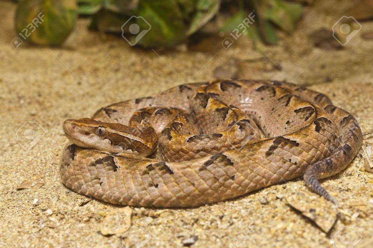 Snake Close Up Of Malayan Pit Viper Focus At Eyes Stock Photo