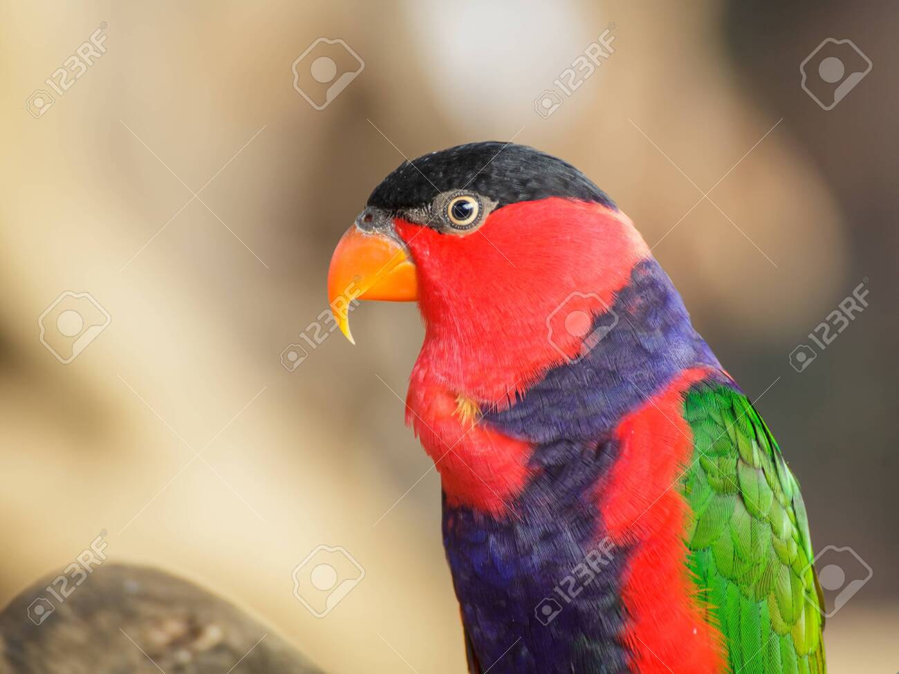 etiam-dictum-ipsum-a-felis