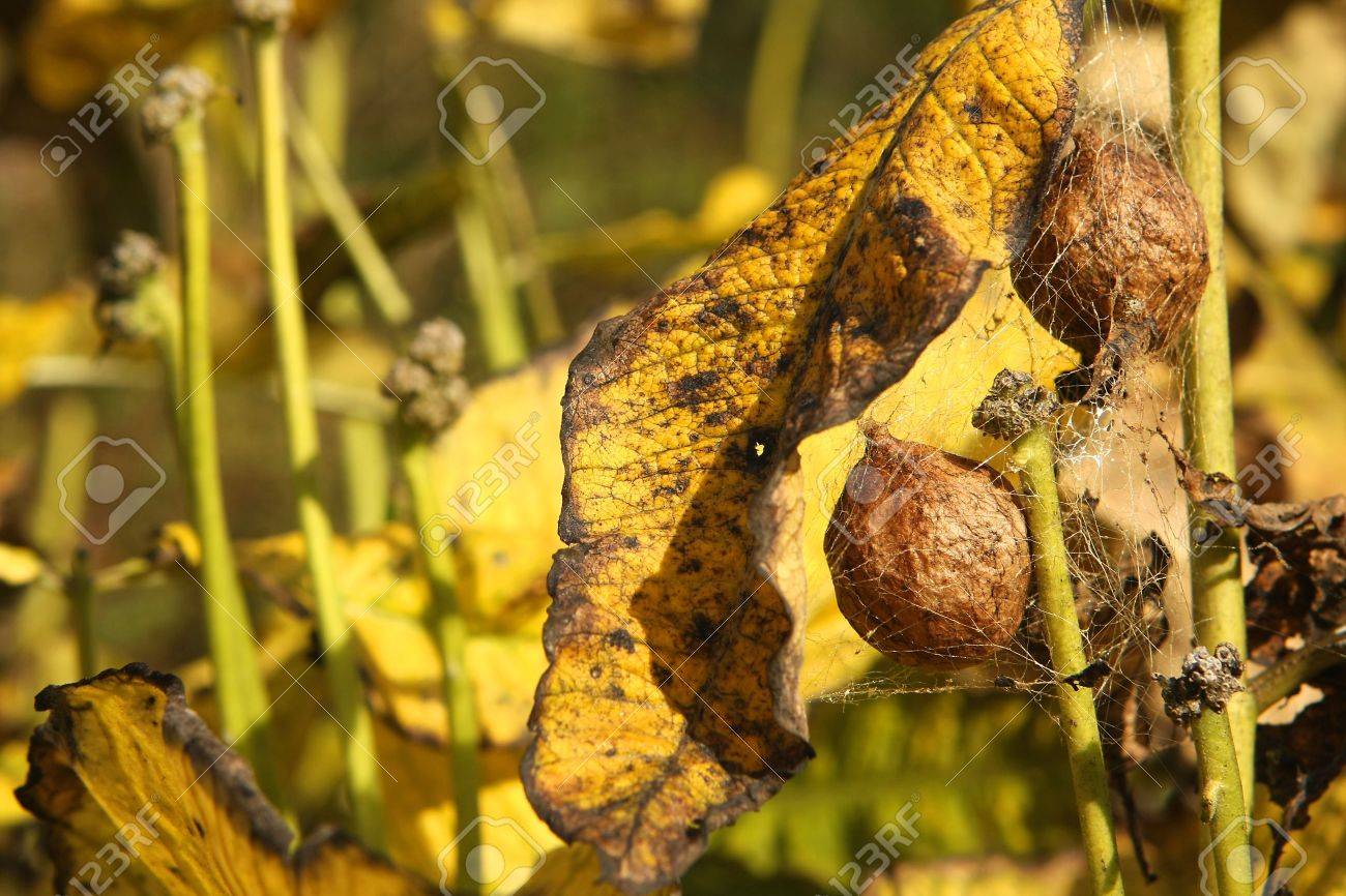 Black Yellow Garden Spider Argiope Aurantia Two Egg Sacs Stock
