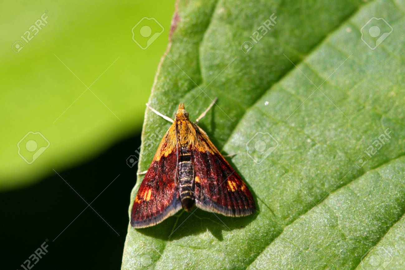 etiam-dictum-ipsum-a-felis