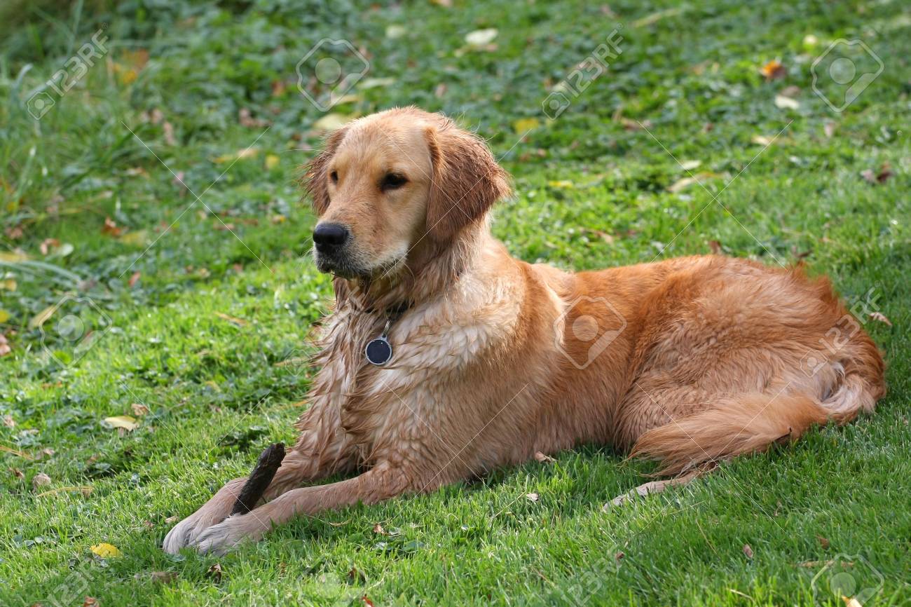 king charles spaniel and golden retriever mix