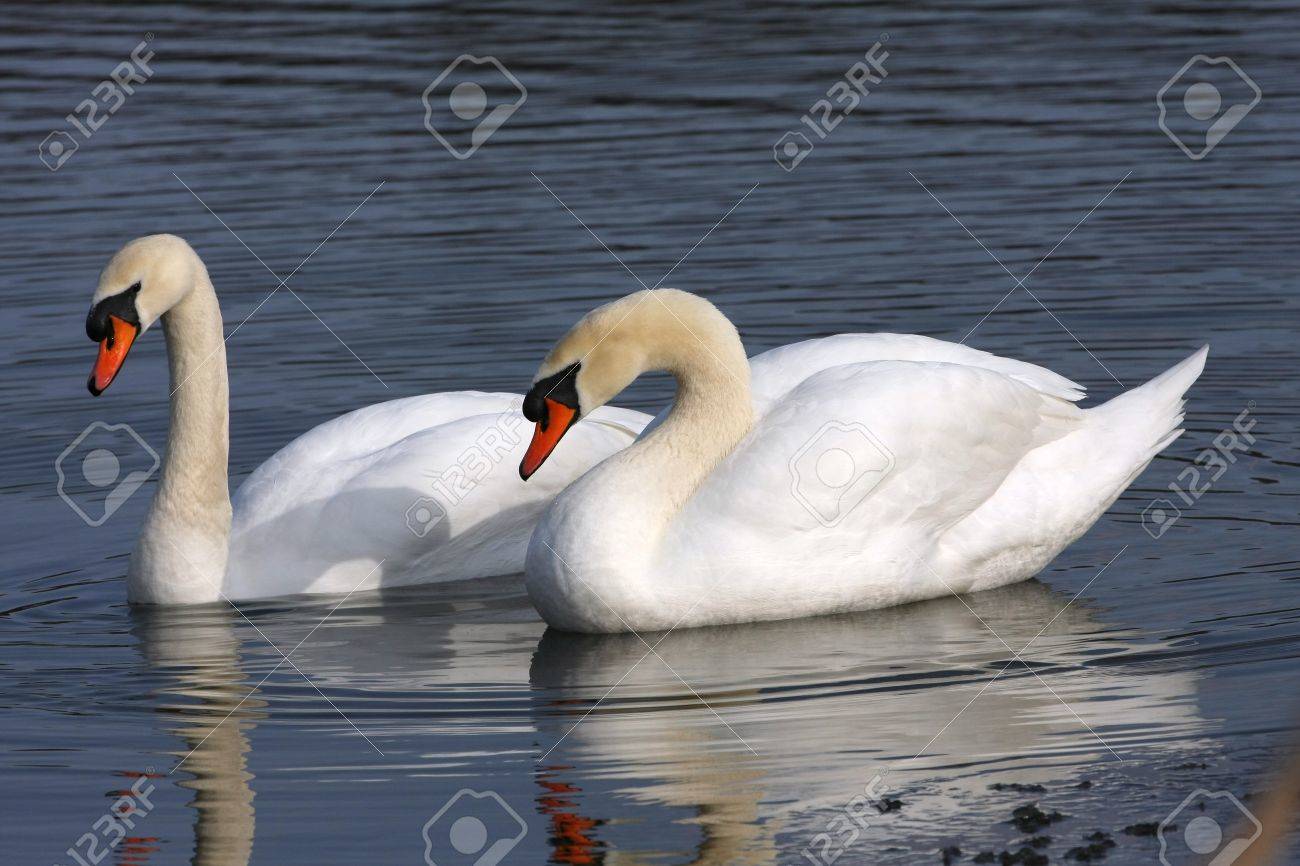 Черный лебедь шипун. Сколько лебе. Сколько лебе. Лебеди моногамны. Лебедь-лебедёнок-лебедята.