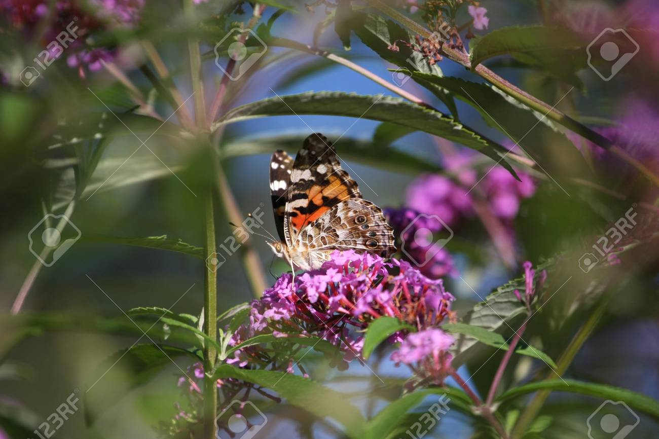 etiam-dictum-ipsum-a-felis