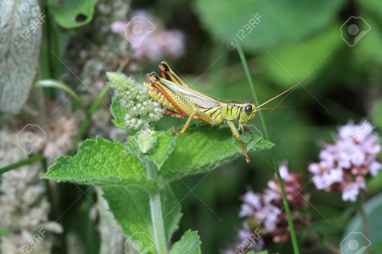 バッタ男 の写真素材 画像素材 Image