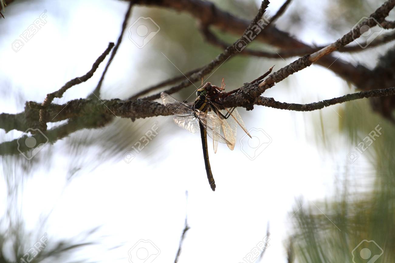 etiam-dictum-ipsum-a-felis