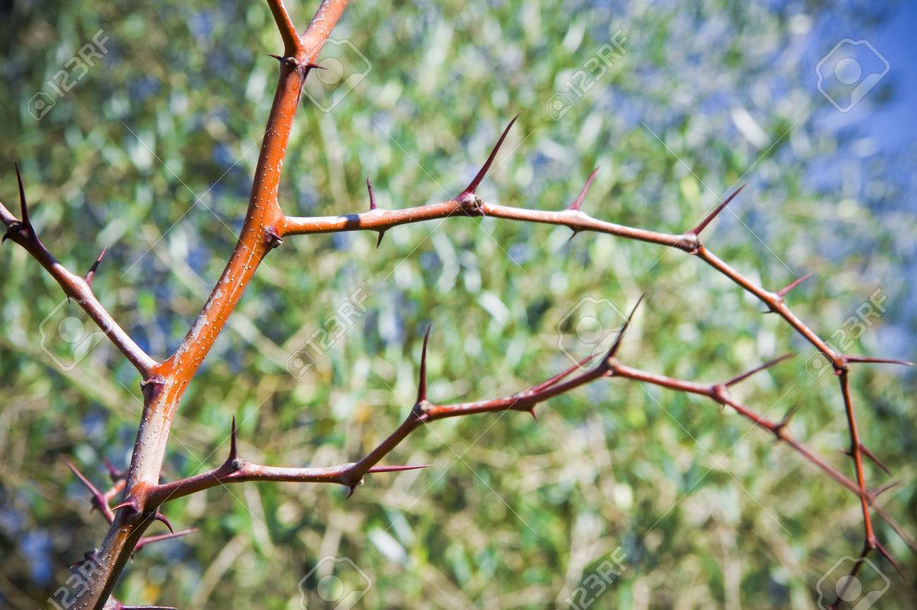 トゲがある植物の茎 の写真素材 画像素材 Image