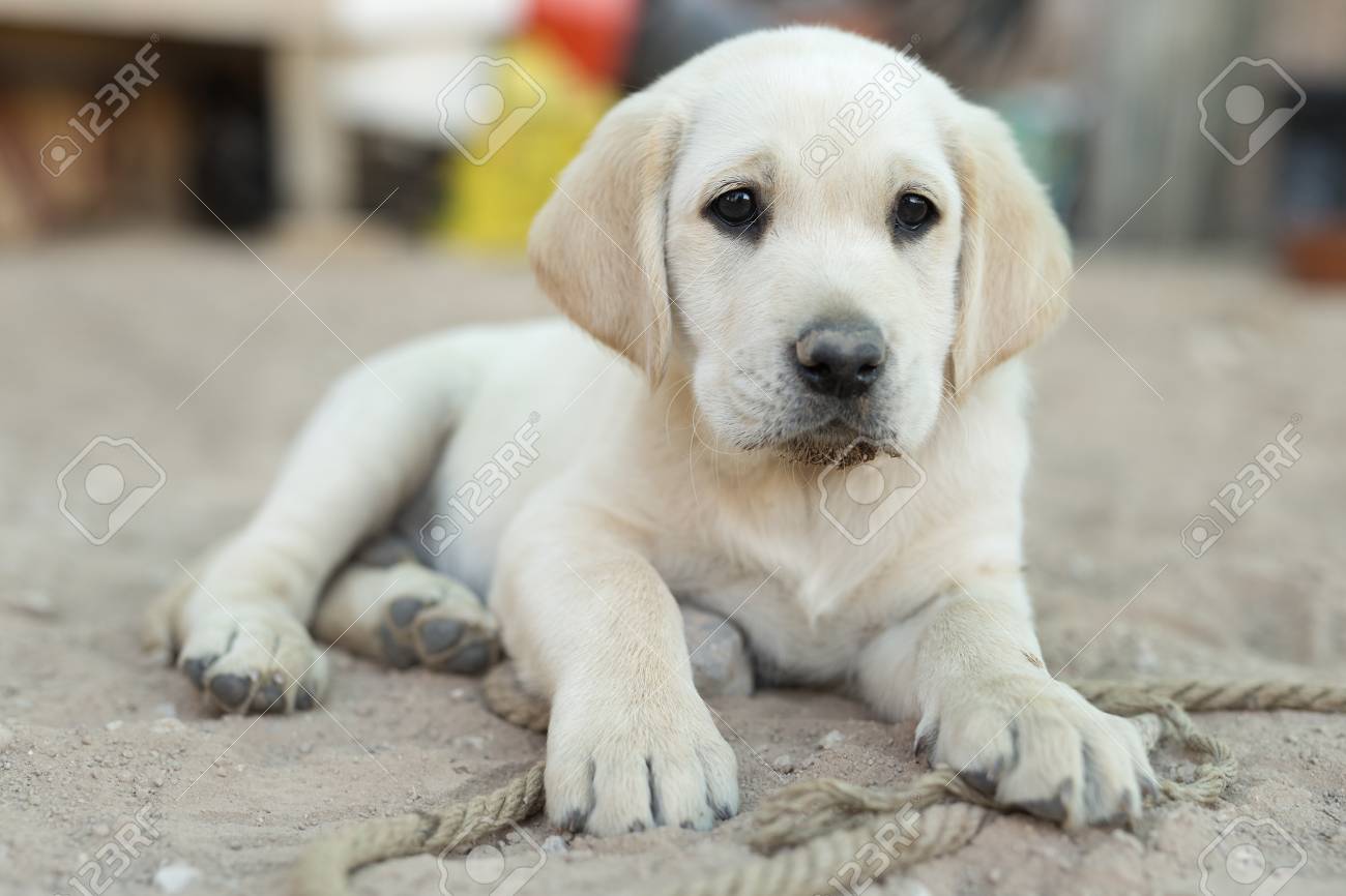 small golden lab
