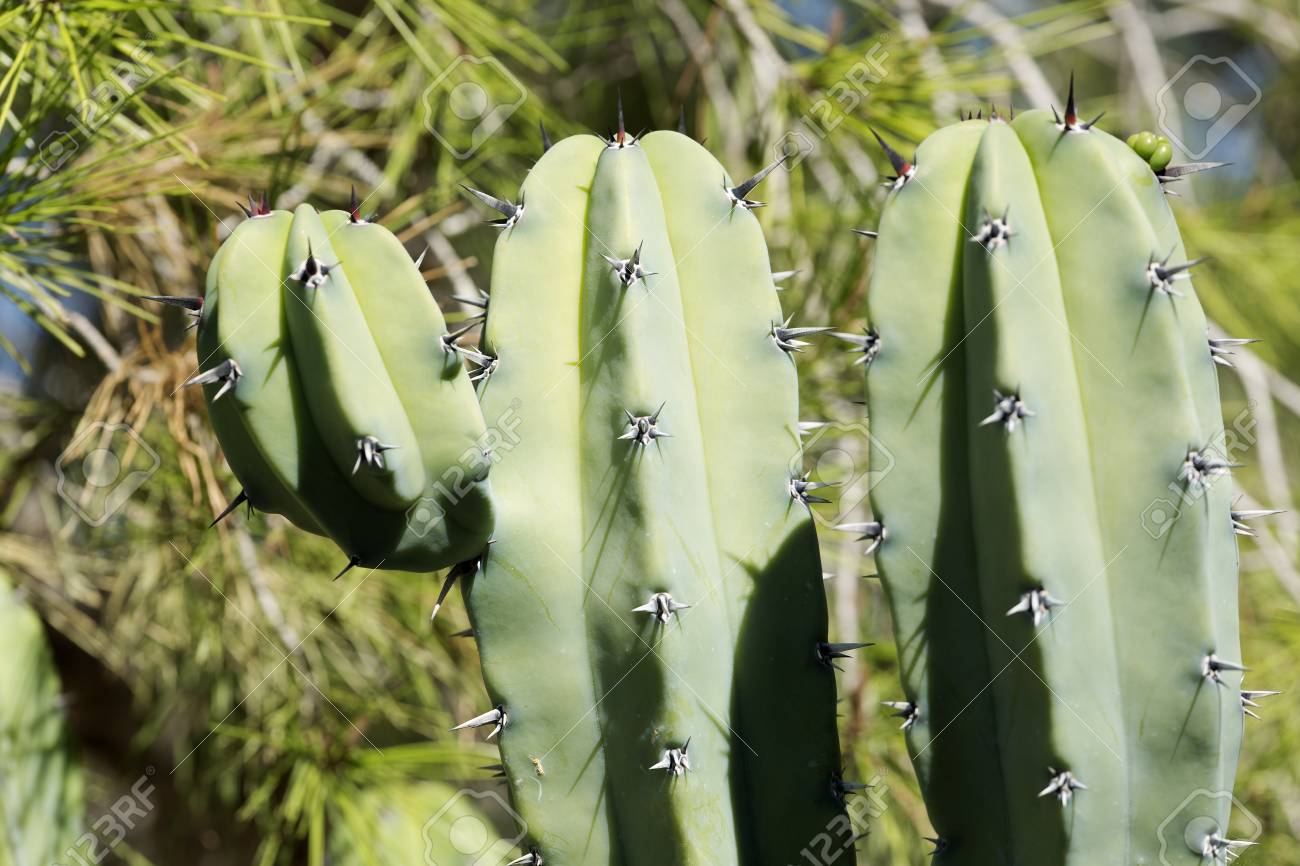 Captus