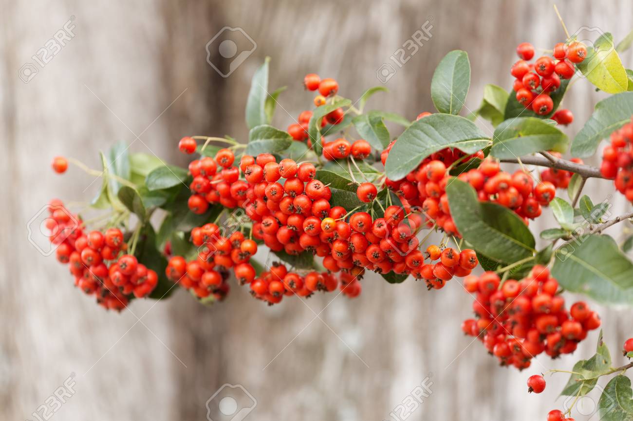 sorbus is a subgenus of sorbus belonging to the rosaceae family rosaceae family