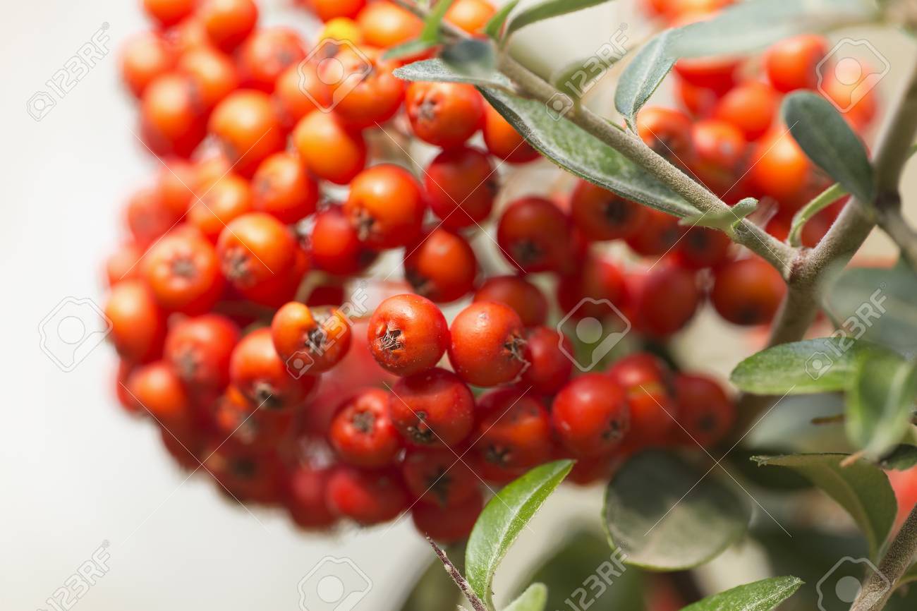 sorbus is a subgenus of sorbus belonging to the rosaceae family rosaceae family