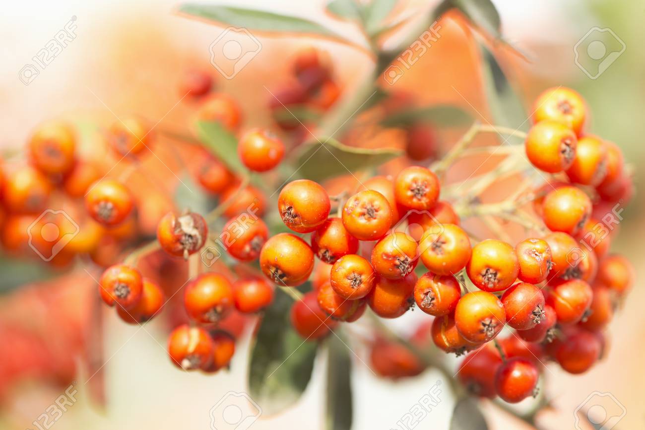 sorbus is a subgenus of sorbus belonging to the rosaceae family rosaceae family