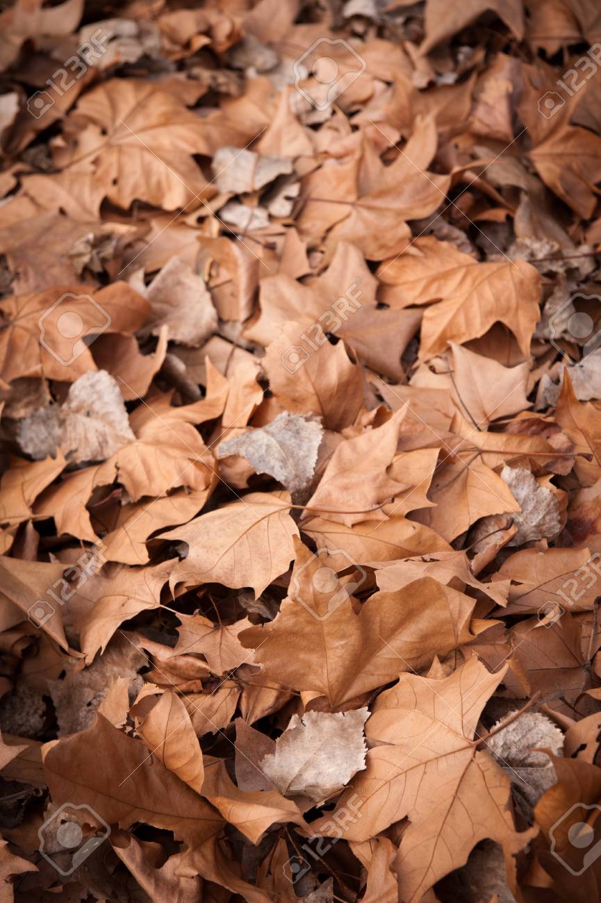 背景やテクスチャの理想的なショットが枯れ葉します の写真素材 画像素材 Image