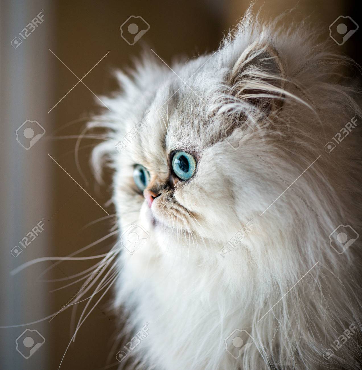 Beau Chat Persan De Fourrure Blanche Et Les Yeux De Gree Bleu Banque D Images Et Photos Libres De Droits Image